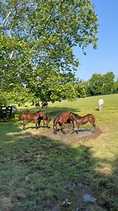 Nothing like a mud bath on a sunny day! | Claiborne Farm