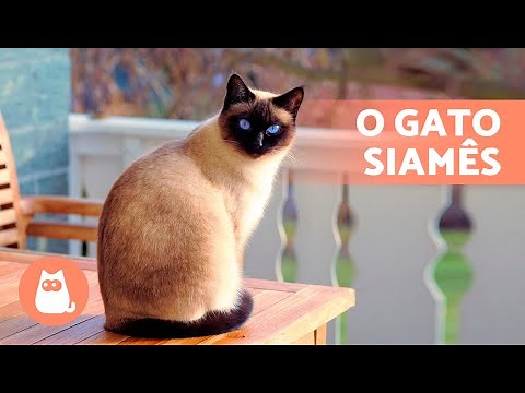 The SIAMESE cat 🐱 (Origin, Characteristics, Personality and Care)