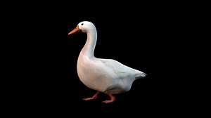 A white goose walking on black background, 3D animation, animated animals, seamless loop animation | Premium Stock Video Footage