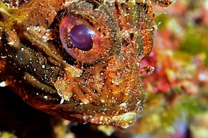 Sladokusci tvrde da je škarpun bolji i ukusniji od škarpine. I njegov je ubod bolan, a kod osjetljivih ljudi može izazvati jaču reakciju