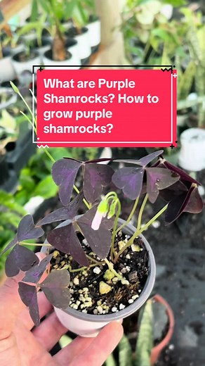 Did you know that Purple Shamrock Plants move every single day? How to grow purple shamrock plants? #purpleshamrocks #shamrocks #plants #houseplants #indoorplants #tropicalplants #home #gardening #garden #plantok #plantiktok #plantsoftiktok