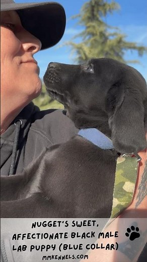 🎁Christmas Puppy! One of Nugget's Sweet Black Male Lab Pups! #blacklabrador #labpuppies