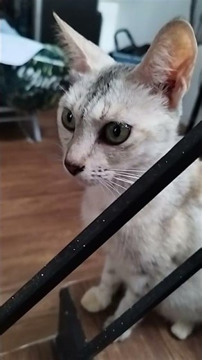 Playing Egyptian songs... 😸