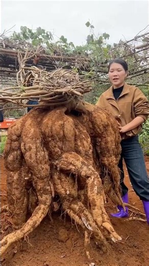 An Ancient Root Hidden Beneath the Forest