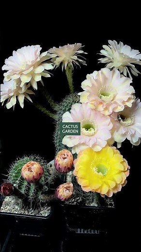 Beautiful cactus flower