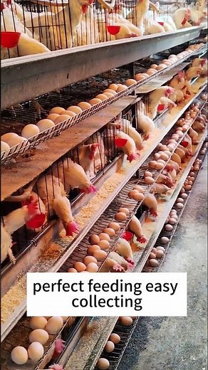 🐔 Double Your Poultry Farm Capacity And Protect Eggs From Cracking Easily!