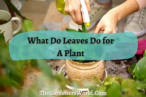 What Do Leaves Do For A Plant? The Unsung Heroes Of Plant World - The Gardeners World