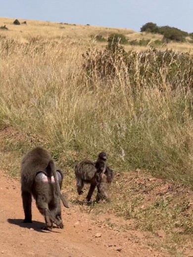 Male Baboons Fighting Over a Baby in Maasai Mara