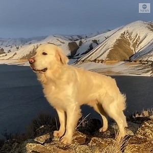 WHAT A VIEW! A golden retriever, named King Teton, soaks in the spectacular scenery overlooking Lucky Peak Lake in Idaho. https://abcn.ws/30kvDtX | ABC News