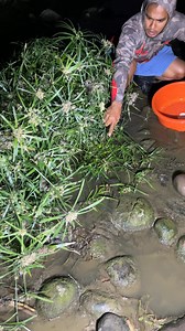 Couple snakehead fish | Mel Olivares