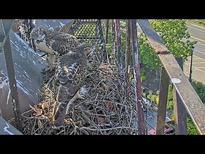 Young Red-tailed Hawks Return To Nest Above Cornell | July 23, 2025