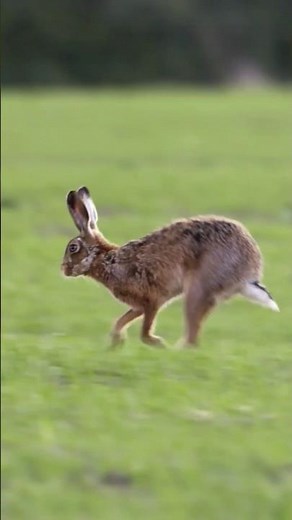 Wild Rabbit running😳😱 wildlife animals #shorts #wildlife #rabbits #rabbit #viralvideo