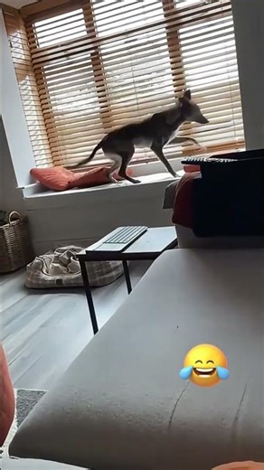 Mission Impossible: FAILED ❌😺#shorts