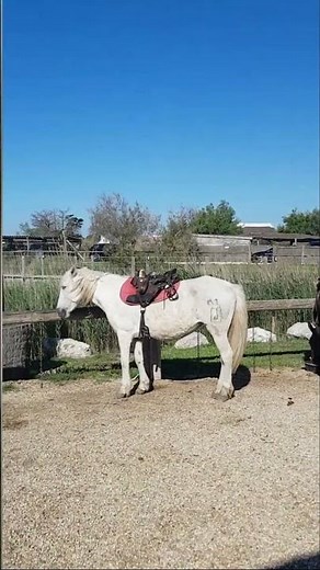 Camargue – Balade à Cheval Inoubliable & Nature Sauvage #shorts