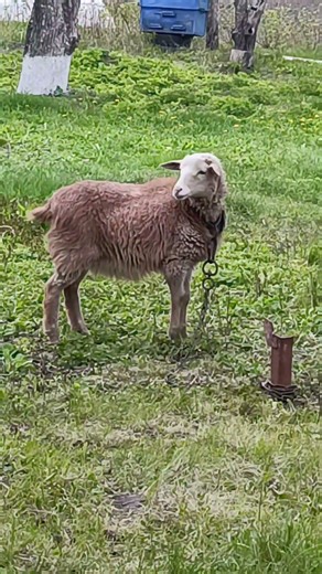 Cutest Spring Animals Ever #funnyanimals #naturelovers#cutesheep