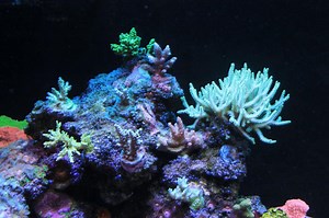 | The Beginners Reef