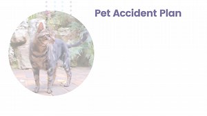 1.3K views · 313 reactions | Oneplan Pet Insurance on Reels | Facebook
