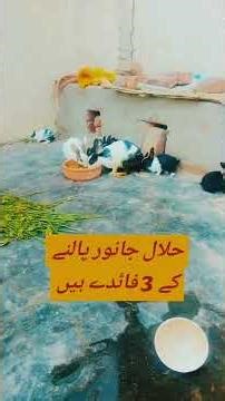 #cute #rabbits #tag #viral #video #2026short