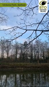 Peaceful birdsong in Belfast this morning captured by our Northern Ireland team. 🎵🐦 A wheezing Greenfinch singing away and a Chaffinch calling. In the background there's a Mistle Thrush singing softly and a high-pitched Goldcrest (which is very hard to pick out!). Head out to your local park and greenspace this spring to enjoy the delights of birdsong. If you’d like help identifying songs and calls of common garden and woodland birds, then book onto our Bird Sound ID training. Just follow the 