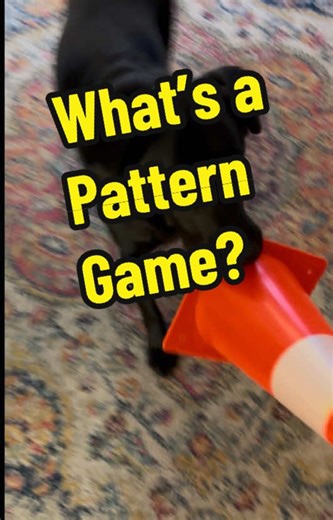 Pattern games are simple, repeatable training sequences that help dogs build emotional regulation, confidence, and focus. Fozzy is a working guide dog and he loves to stay busy! He demonstrates a pattern game session in this video. #dogtraining #patterngames #guidedog #workingdog #smartdog [VD: The video opens in a family room. The floor is covered by a muted coral, blue, and cream bohemian-style rug, with heavy wooden furniture along the edges of the space. A bright orange construction cone sit