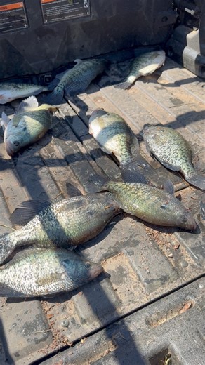 The thump net kept these spawning crappie alive and well! They up shallow doing their thing! ACC Crappie Stix Piscifun Slab City Jigs Outdoors Thump Gel#crappiefishing #crappie #crappiemaniacs #kayak #kayakfishing #kayakcrappiefishing #crappiecrazy #903fishing #texasfishing #crappielife #crappiefishin #whitecrappie #fishing #fishinglife #fishingaddict #fishingdaily #crappiecrazy #fishingislife #fishingtime #fishing #inandoutpowersports | 903 Fishing