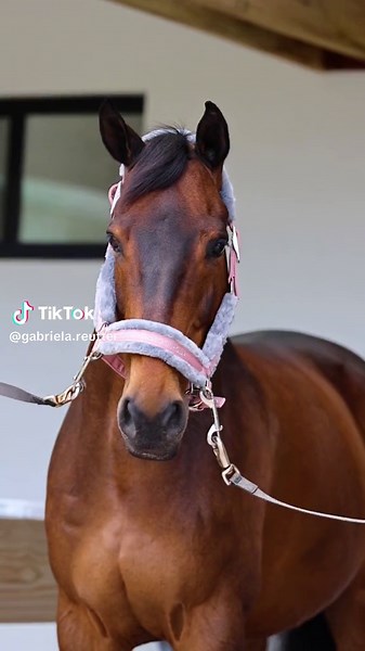 Toni Reutter Horsie Girl Song Cover | Equestrian Style Barbie Girl