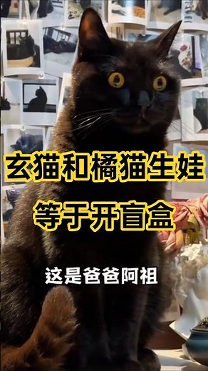 This is so exciting! Breeding a black cat 🐈‍⬛ and an orange cat 🐱 is just like opening a blind bo...