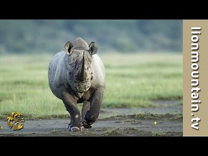 🦏 Black Rhino RAGE! 🦁🔥 Rhino ATTACKS Male Lion - Caught in the Act