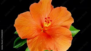 Orange Hibiscus Open Big Flower in Time Lapse. Blooming Neon Red Plant on a Black Background. Bloom and Wilt to Dry Petals. Closed Bud