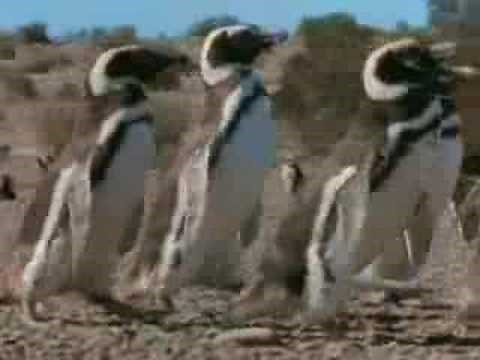 Bird Evolution and Adaptations