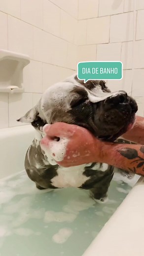 Maori Blue no TikTok