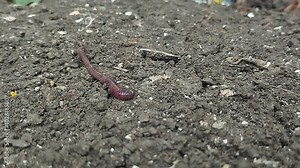 Earthworms are walking on the surface of the soil