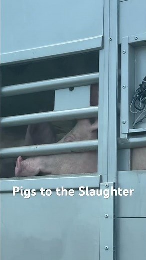 Pigs on Their Final Journey 🚛 A Thought-Provoking Roadside Moment