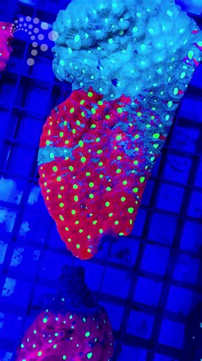 🌊 Dive into a world of colour! Our coral trays are looking their absolute best thanks to these stunning top-down shots captured with the AquaDive lens extender, kindly gifted by Reef Junkies! ✨ Looking to add some magic to your tank? Find your local dealer on our website for your next coral or fishy friend. 🐠💖https://tropicalmarinecentre.com/livestock