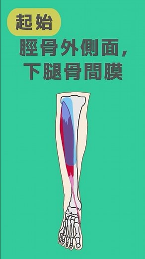 【鍼灸国家試験対策】前脛骨筋の起始・停止｜解剖学ワンポイント #Shorts