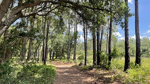 Hiking Lake Louisa State Park