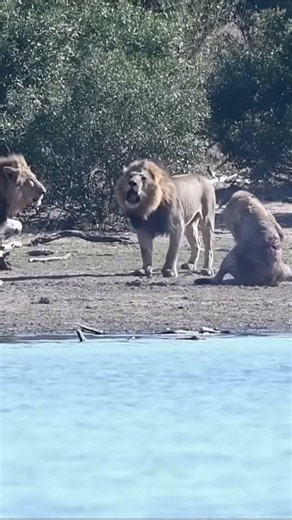 The alpha lion was dethroned by a group of young lions | Wild World