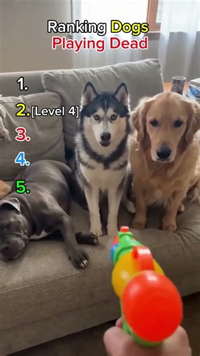 Ranking the Funniest Dogs Playing Dead 😂