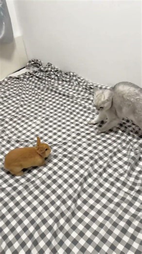 Cuteness Overload: Cat vs Bunny