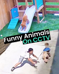 4.8M views · 135K reactions | CCTV catching some animal antics  | Animal Antics | Facebook