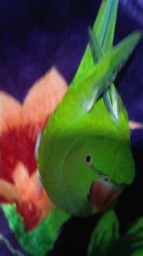 meri bachi 🦜#parrot#lovers #trending #viral #song #anime #video