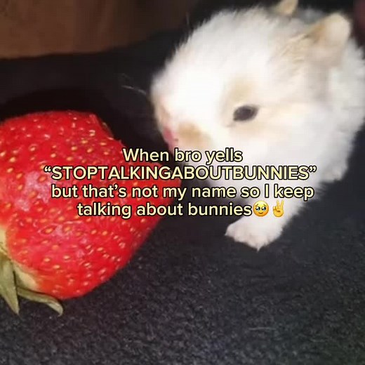 I Love Bunnies: Cute Bunny Moments to Brighten Your Day