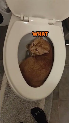 I aM WhAt EvEr YoU SaY I am 😿🚽