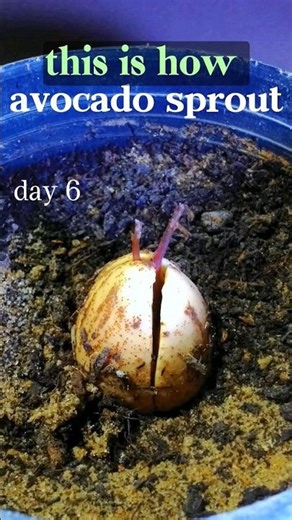 TIME LAPSE, avocado seed , New videos on ‪@seed_lapse‬