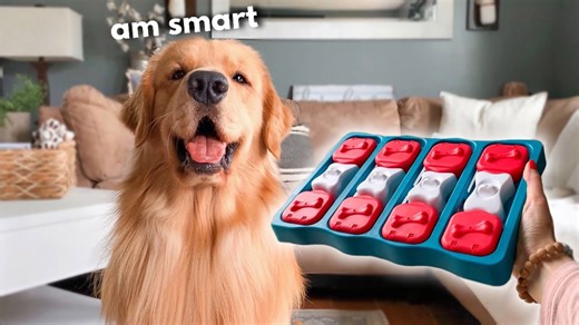 Golden Retriever Plays a Dog Puzzle at Home