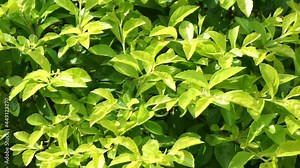 Gold mound leaves. Also called Sinyo nakal, Duranta erecta, teh-tehan, alba, aurea, geisha girl, sapphire showers and variegata