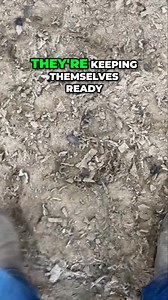 331K views · 5.9K reactions | Explore how observing subtle movements reveals an horse's emotional state. We delve into the signs of vulnerability and relaxation, giving you insights into their behavior. This knowledge enhances your bond and communication with horses.#AnimalBehavior #BodyLanguage #PetCommunication #UnderstandingAnimals #PetCare #Vulnerability #AnimalInsights #ConnectWithPets #AnimalLovers #BehaviorAnalysis | Ed's Walking Horses | Facebook