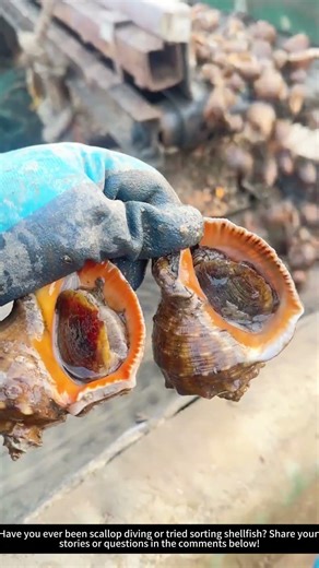 Scallop Harvesting & Sorting! 🐚⏳