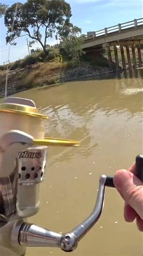 Best surprise catch! #fishing #baitfishing #perchfishing