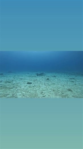 Playful nurse shark! | Rob Perkins